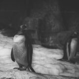 Penguin Land I