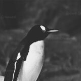 Penguin Land II