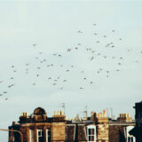 Pájaros sobrevolando los tejados de Leith dirigiéndose hacia el mar