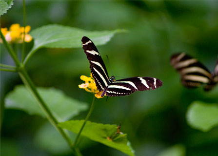 Imagen serie fotografica animales